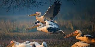 Bharatpur Bird Sanctuary